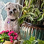 animal, collar, cozy, cute, decor, dog, flower_pot, fur, green_plant, home, indoor, leaf, nature, pet, pink_flowers, plant, reflection, white_dog, window, windowsill