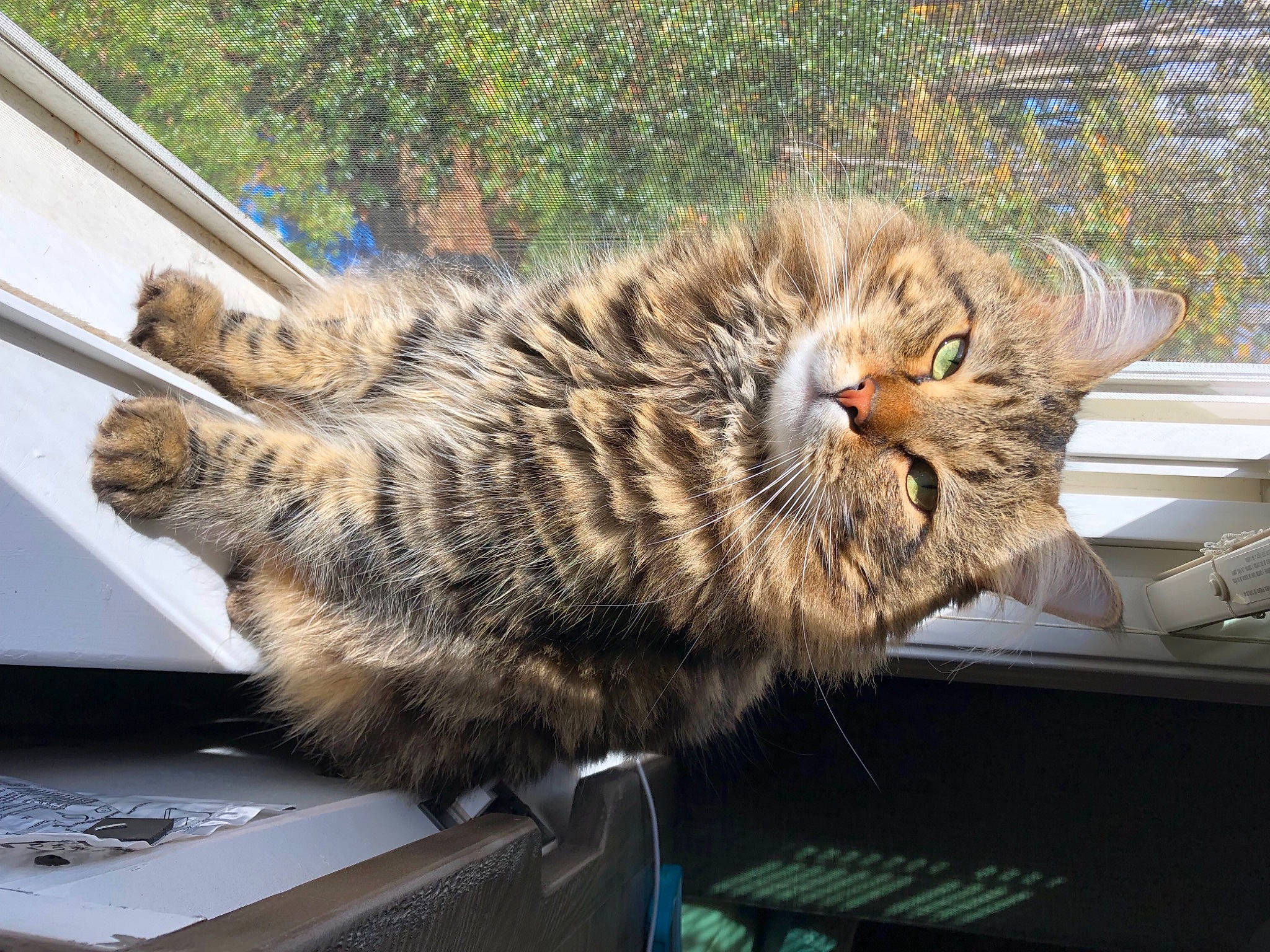 Biscuit joined the competition — help win amazing prizes! carnivore, cat, domestic_long_haired_cat, felidae, fur, small_to_medium_sized_cats, tabby_cat, terrestrial_animal, whiskers