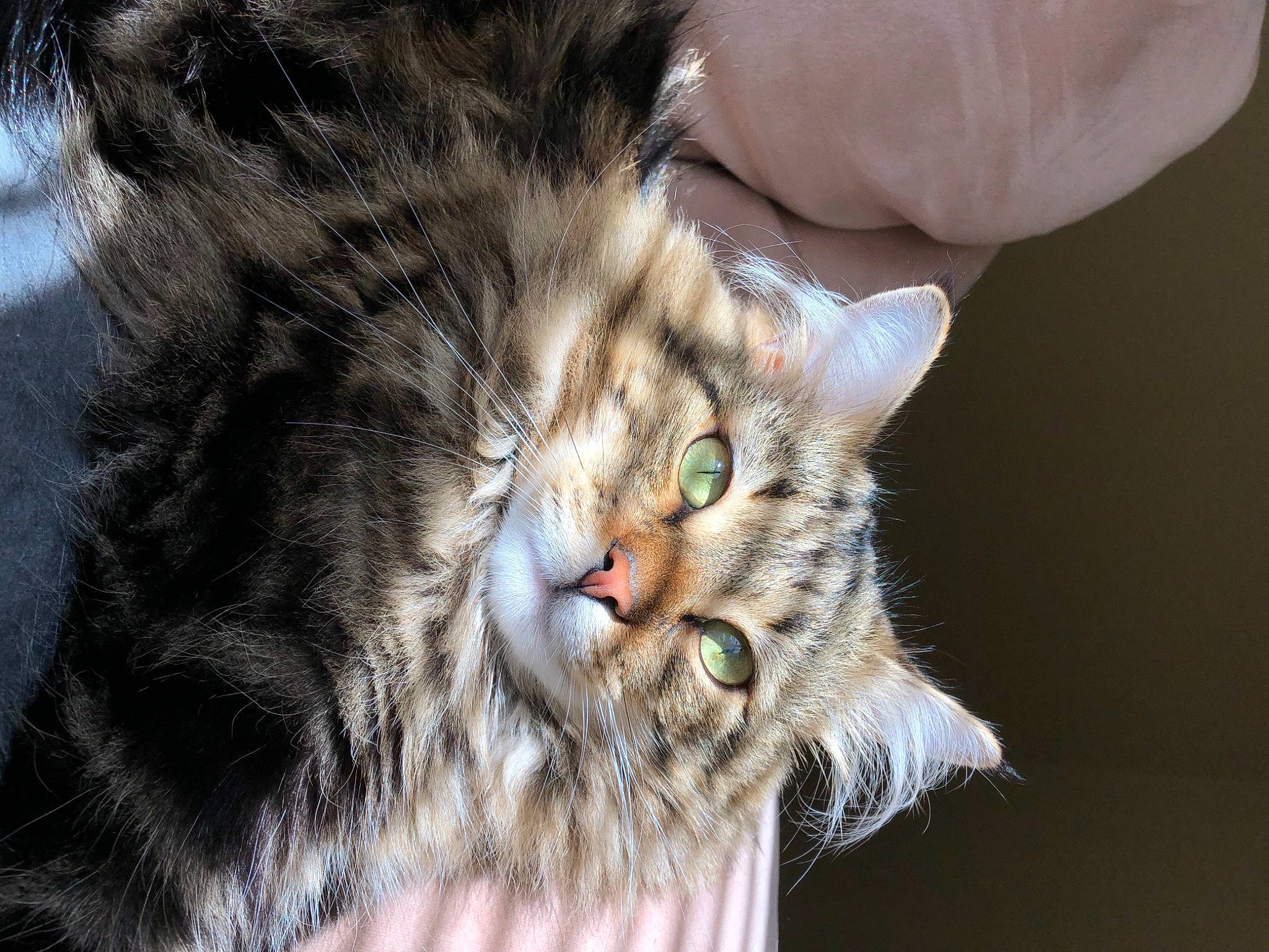 Biscuit is registered to the contest to win money with this photo: blond, carnivore, cat, close_up, domestic_long_haired_cat, fawn, felidae, fur, organism, skin, small_to_medium_sized_cats, snout, vertebrate, whiskers