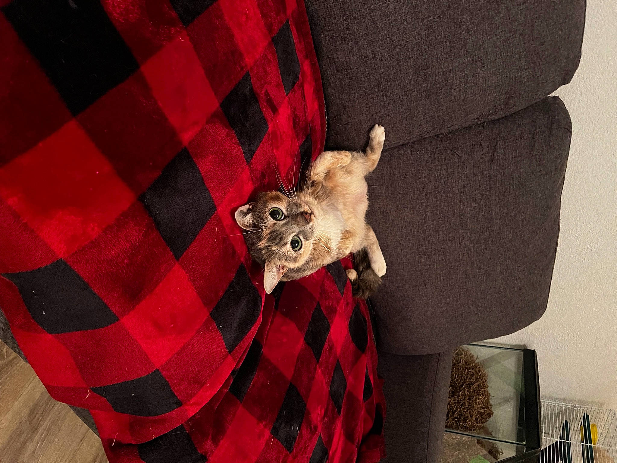 Harley Quinn is registered to the contest to win money with this photo: bag, carmine, carnivore, comfort, companion_dog, dog, dog_supply, fashion_accessory, fawn, fur, grey, linens, pattern, plaid, red, sleeve, stuffed_toy, tartan, textile, working_animal