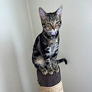 Lily joined the competition — help win amazing prizes! cat, tabby, sitting, scratching_post, collar, indoor, pet, feline, animal, whiskers, ears, tail, paws, fur, striped, cute, domestic, mammal, relaxed, portrait