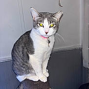 Violet is registered to the contest to win money with this photo: cat, gray, white, scratching_post, indoor, pet, feline, collar, yellow_eyes, dreamcatcher, wall, tail, whiskers, sitting, fur, domestic_cat, curious, household, animal, portrait