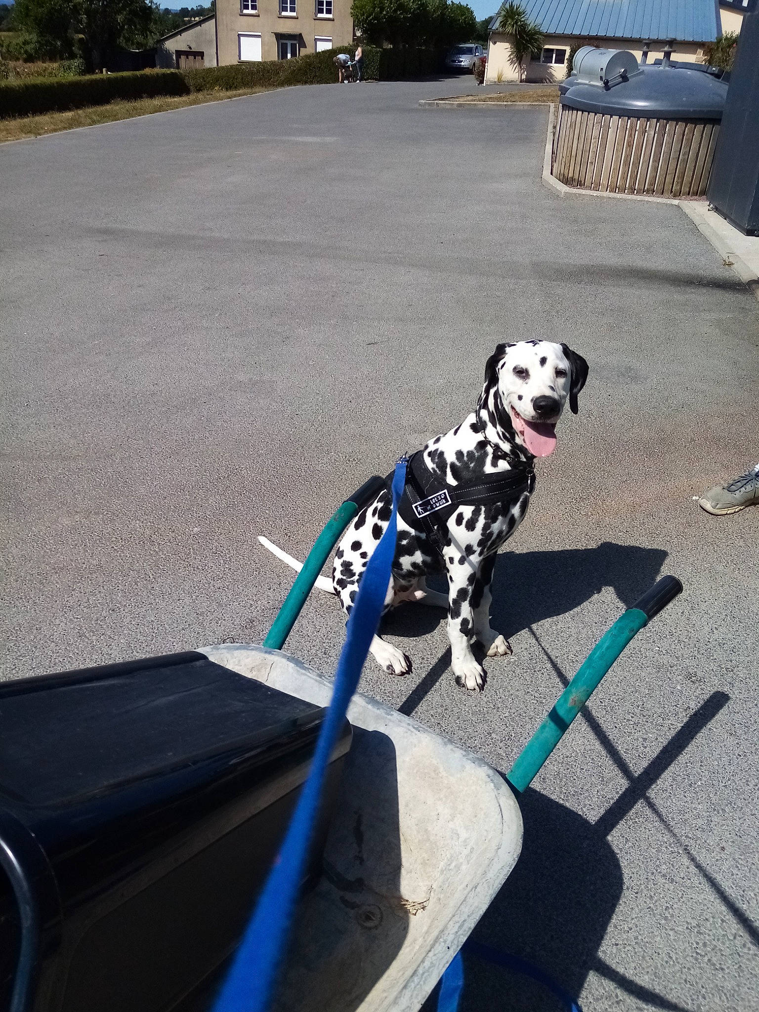 Paco a rejoint le concours — aidez-le/la à gagner de superbes lots ! asphalt, building, carnivore, collar, companion_dog, dalmatian, dog, dog_breed, dog_collar, dog_supply, fawn, grass, leash, road_surface, shadow, sidewalk, snout, sporting_group, tree, working_animal