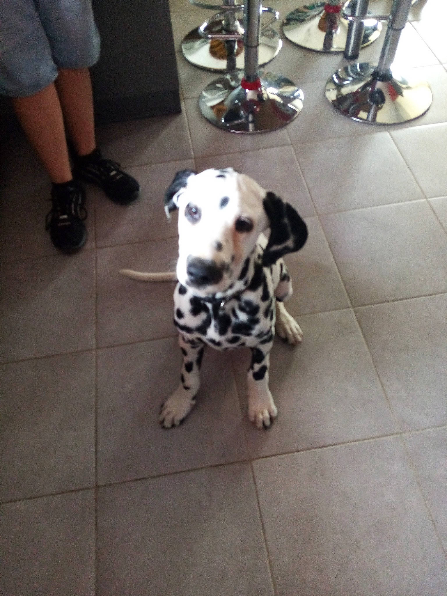 Paco participe au concours pour gagner de l'argent avec cette photo : calf, carnivore, collar, companion_dog, dalmatian, dog, dog_breed, dog_supply, fawn, floor, flooring, foot, human_leg, leg, pet_supply, snout, sporting_group, tail, thigh, working_animal