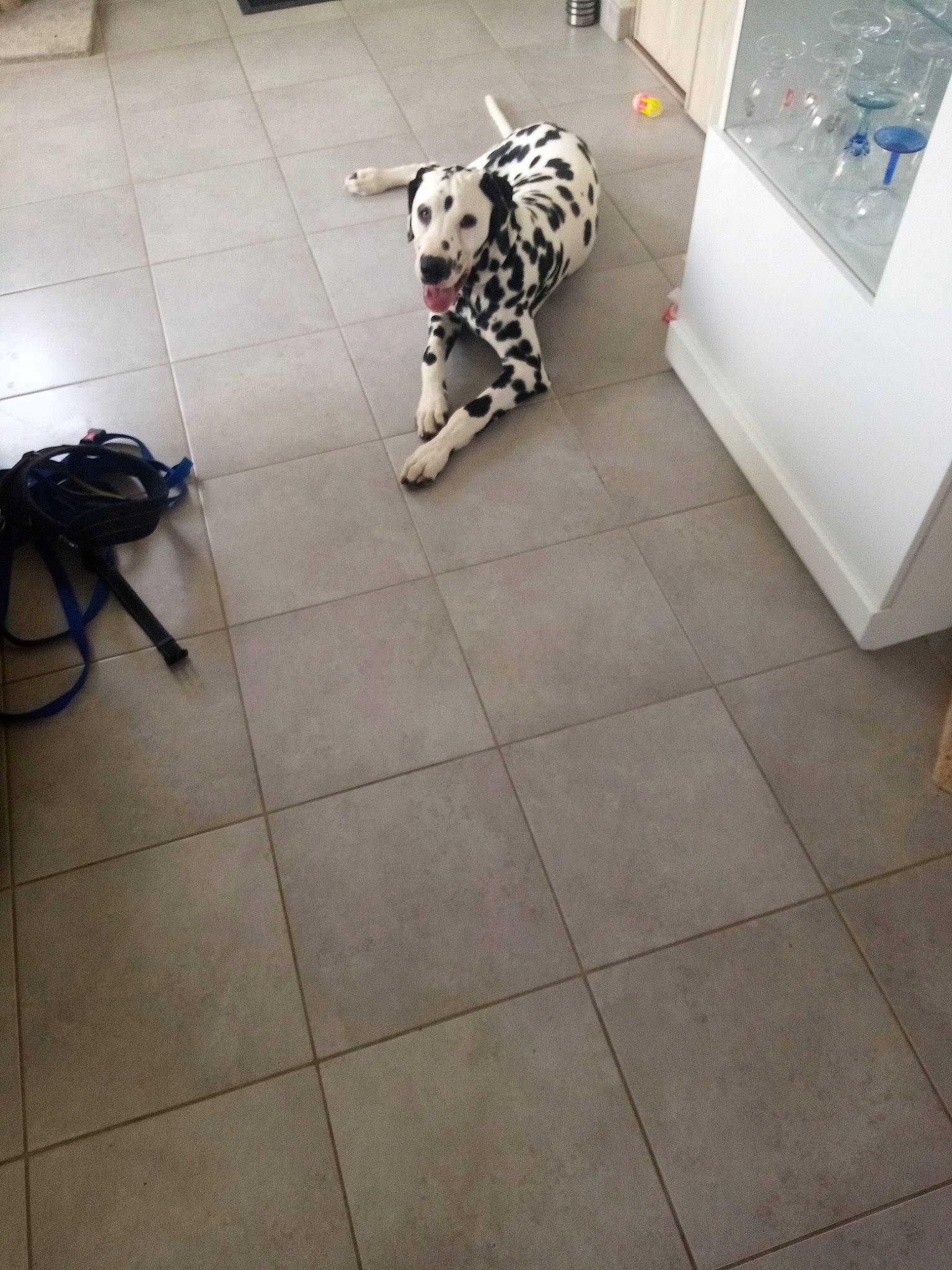 Paco participe au concours pour gagner de l'argent avec cette photo : carnivore, companion_dog, dalmatian, dog, dog_breed, dog_supply, fawn, floor, flooring, gas, line, metal, pattern, road_surface, sidewalk, snout, tail, tile, tile_flooring, working_animal