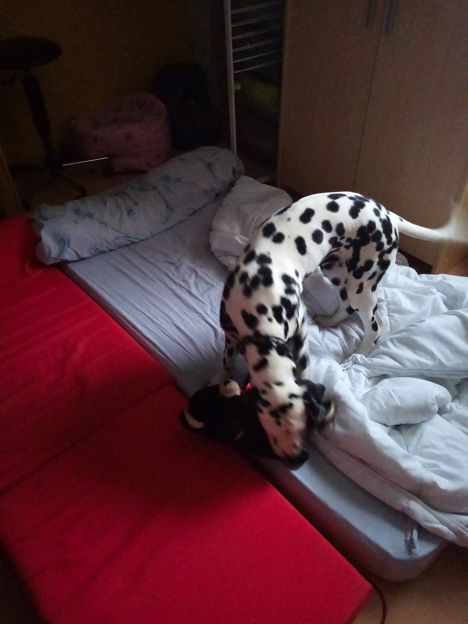 Paco a rejoint le concours — aidez-le/la à gagner de superbes lots ! bed, bedding, canidae, carnivore, comfort, companion_dog, dalmatian, dog, dog_breed, floor, flooring, fur, hardwood, human_leg, linens, pattern, room, sitting, snout, sporting_group