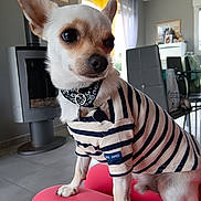 Uno participe au concours pour gagner de l'argent avec cette photo : chihuahua, dog, small_dog, pet, animal, striped_shirt, bandana, collar, indoors, living_room, cushion, pink_cushion, sitting, portrait, close_up, ears, short_hair, furniture, home, photography