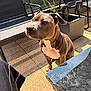 dog, brown_dog, white_chest, outdoor, patio, sunlight, shadow, metal_chair, table, plant, planter, curious, pet, animal, sitting, modern_furniture, daylight, floor_tiles, ears, nose