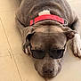 dog, sunglasses, red_collar, lying_down, floor, pet, canine, relaxed, indoor, close_up, grey_fur, white_paw, nails, resting, animal, cool, casual, portrait, expressionless, domestic