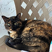 Pants joined the competition — help win amazing prizes! cat, tortoiseshell, necklace, pearl, chair, plastic_chair, animal, pet, feline, fur, relaxed, indoor, portrait, resting, closeup, whiskers, tail, green_eyes, texture, background