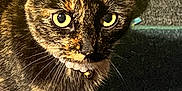 Pants is registered to the contest to win money with this photo: cat, tortoiseshell, pet, animal, fur, whiskers, collar, bell, eyes, close_up, indoor, carpet, yellow, green, curious, alert, mammal, feline, portrait, domestic_cat