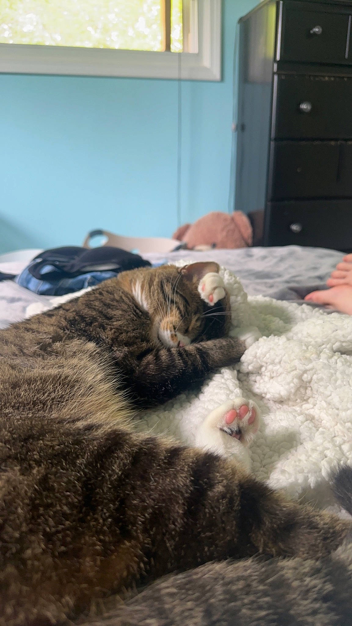 Milo is registered to the contest to win money with this photo: carnivore, cat, claw, comfort, domestic_short_haired_cat, felidae, flooring, fur, grey, linens, nap, paw, room, sleep, small_to_medium_sized_cats, snout, tail, terrestrial_animal, whiskers, wood