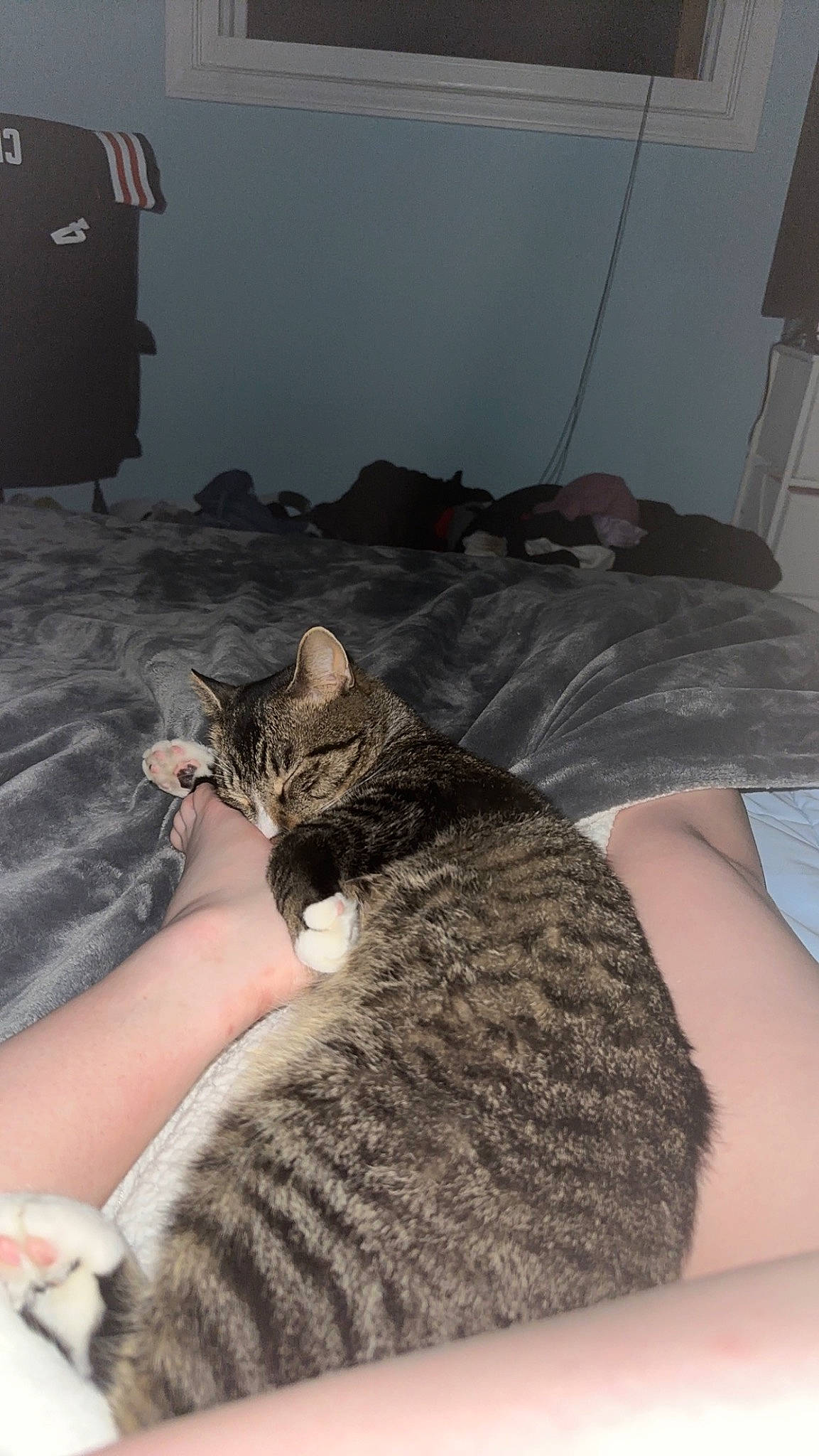 Milo joined the competition — help win amazing prizes! bed, carnivore, cat, claw, comfort, domestic_short_haired_cat, felidae, flooring, fur, lap, mammal, nap, paw, room, sitting, small_to_medium_sized_cats, terrestrial_animal, vertebrate, whiskers