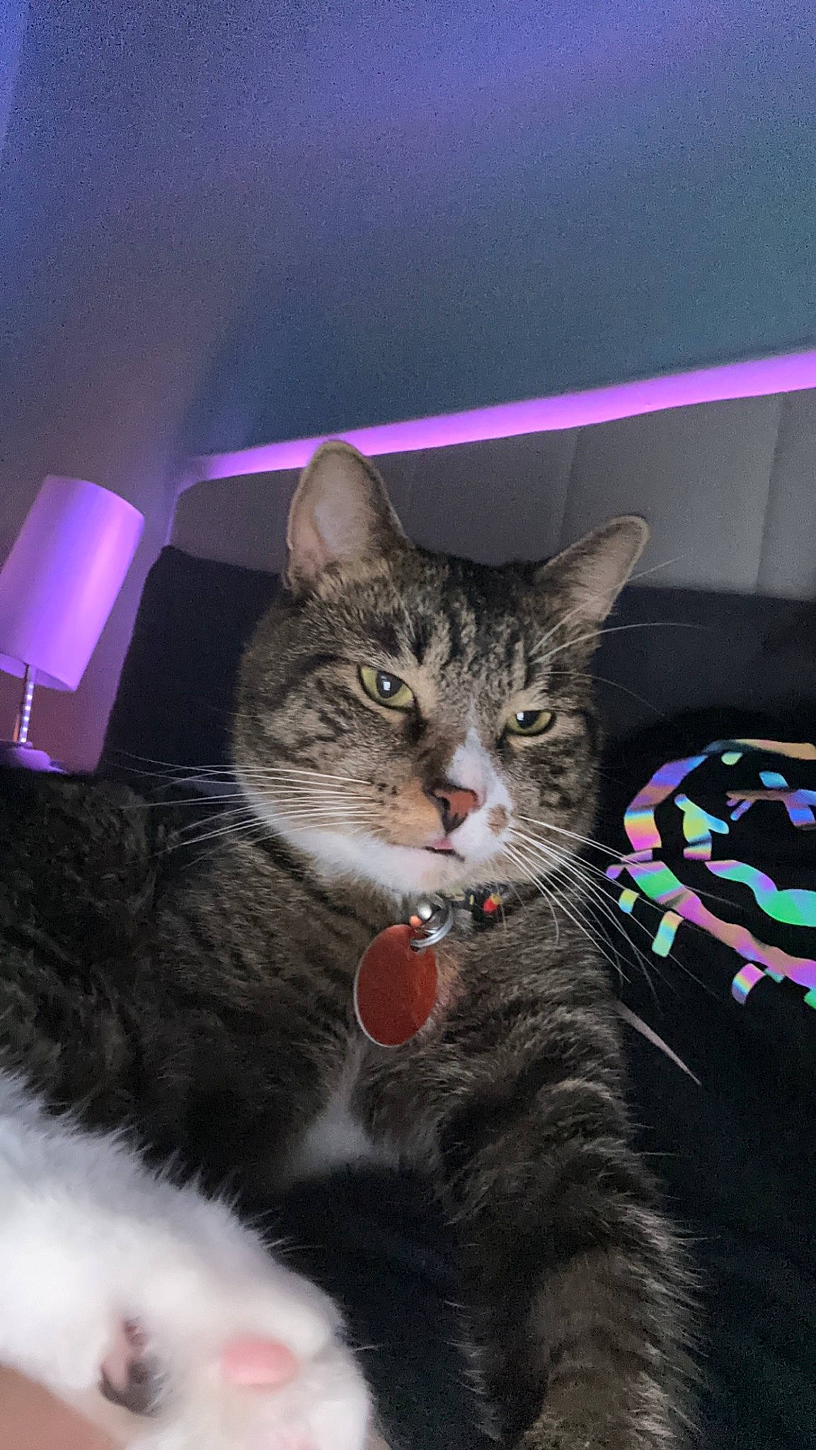 Milo joined the competition — help win amazing prizes! carnivore, cat, claw, domestic_short_haired_cat, event, felidae, fur, mammal, paw, photo_caption, small_to_medium_sized_cats, whiskers