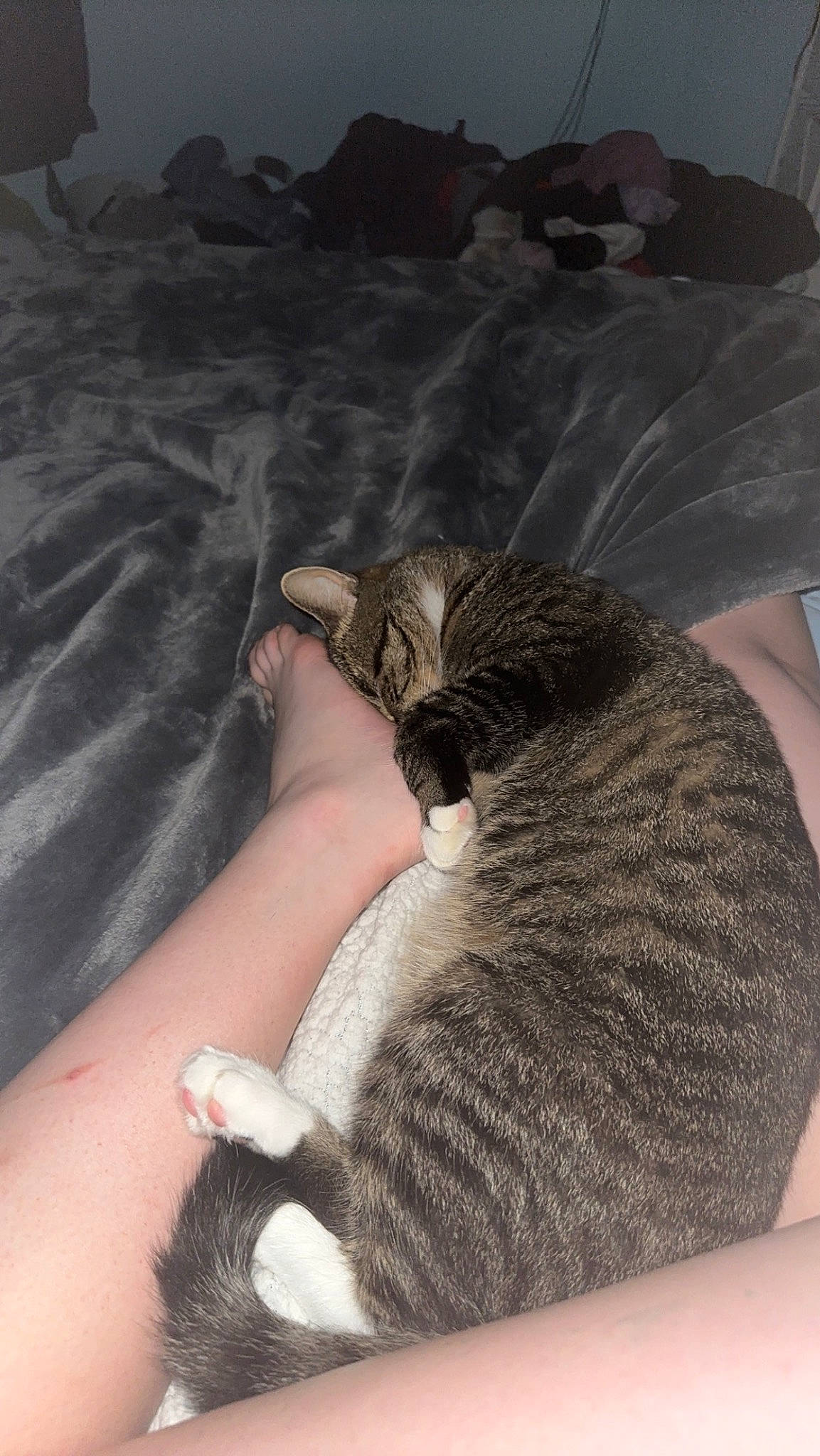 Milo joined the competition — help win amazing prizes! carnivore, cat, claw, comfort, domestic_short_haired_cat, felidae, foot, fur, human_leg, lap, linens, nail, nap, paw, sitting, small_to_medium_sized_cats, tail, thigh, whiskers, wrist