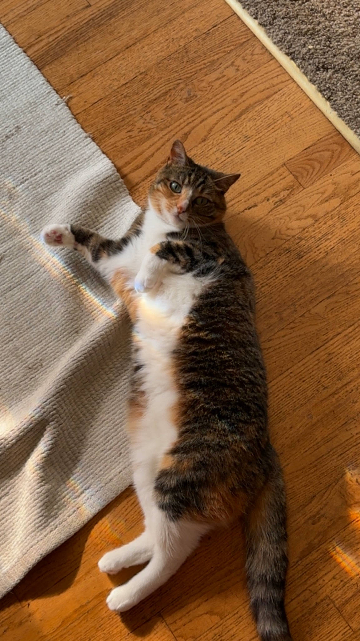 Whiskers is registered to the contest to win money with this photo: brown, carnivore, cat, comfort, domestic_short_haired_cat, felidae, floor, flooring, foot, fur, hardwood, laminate_flooring, paw, plank, small_to_medium_sized_cats, tail, whiskers, wood, wood_flooring, wood_stain