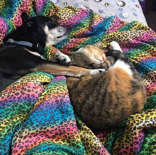 Whiskers is registered to the contest to win money with this photo: carnivore, cat, comfort, couch, dog, fawn, felidae, fur, green, linens, magenta, mammal, pattern, small_to_medium_sized_cats, tail, textile, vertebrate, whiskers, wool, woolen