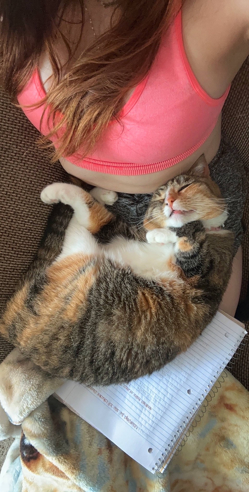 Whiskers is registered to the contest to win money with this photo: bangs, carnivore, cat, claw, comfort, domestic_short_haired_cat, fashion_accessory, fawn, felidae, foot, fur, human_leg, lap, paw, sitting, small_to_medium_sized_cats, tail, thigh, tree, whiskers