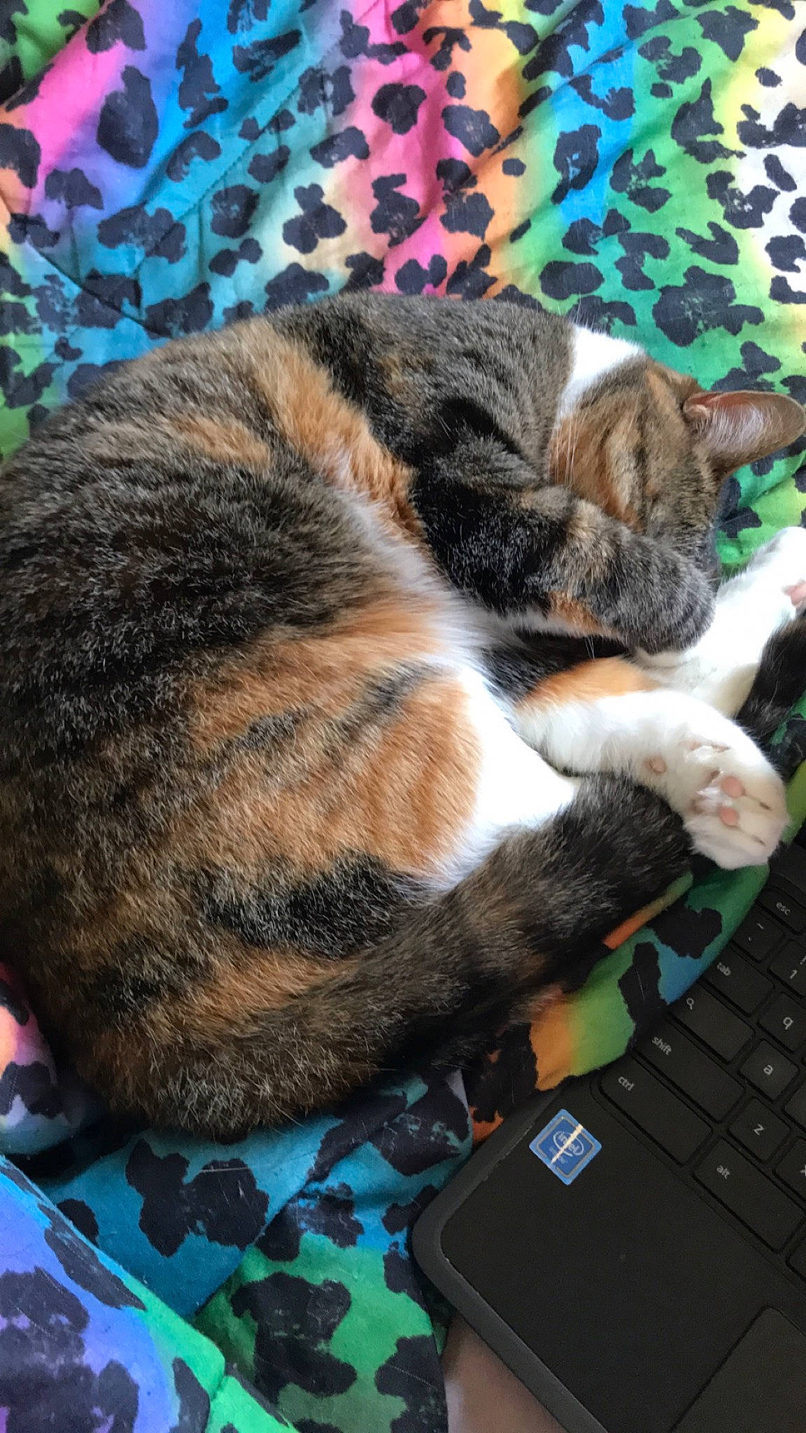 Whiskers is registered to the contest to win money with this photo: blue, carnivore, cat, comfort, computer, computer_keyboard, domestic_short_haired_cat, felidae, fur, grass, green, input_device, laptop, office_supplies, peripheral, personal_computer, small_to_medium_sized_cats, snout, tail, whiskers