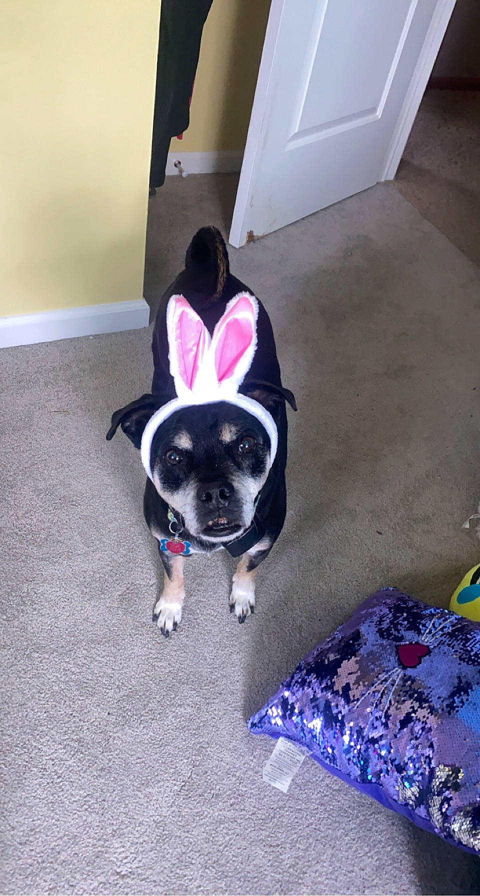 Pugsley is registered to the contest to win money with this photo: canidae, carnivore, collar, companion_dog, dog, dog_breed, dog_supply, electric_blue, fashion_accessory, fawn, floor, flooring, fur, magenta, pet_supply, purple, snout, sporting_group, tail, toy_dog