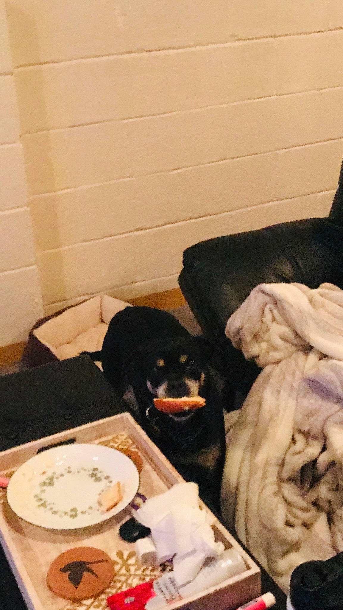 Pugsley is registered to the contest to win money with this photo: bowl, carnivore, comfort, companion_dog, couch, cuisine, dish, dishware, dog, dog_breed, felidae, food, linens, plate, platter, recipe, room, serveware, table, tableware