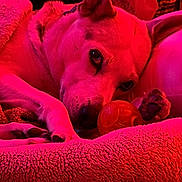 Athena Apollonia is registered to the contest to win money with this photo: dog, pet, blanket, toy, paw, pillow, bed, fur, nose, ear, closeup, portrait, cozy, indoor, red_lighting, sleepy, muzzle, whiskers, relaxing, canine