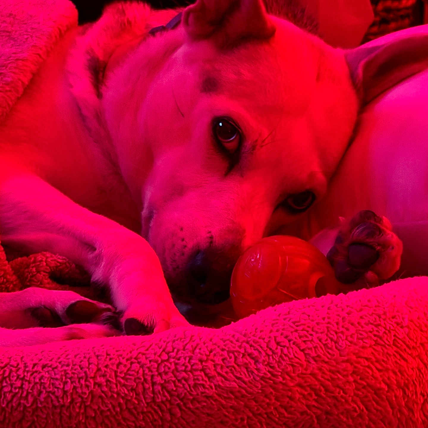 Athena Apollonia is registered to the contest to win money with this photo: bed, blanket, canine, closeup, cozy, dog, ear, fur, indoor, muzzle, nose, paw, pet, pillow, portrait, red_lighting, relaxing, sleepy, toy, whiskers