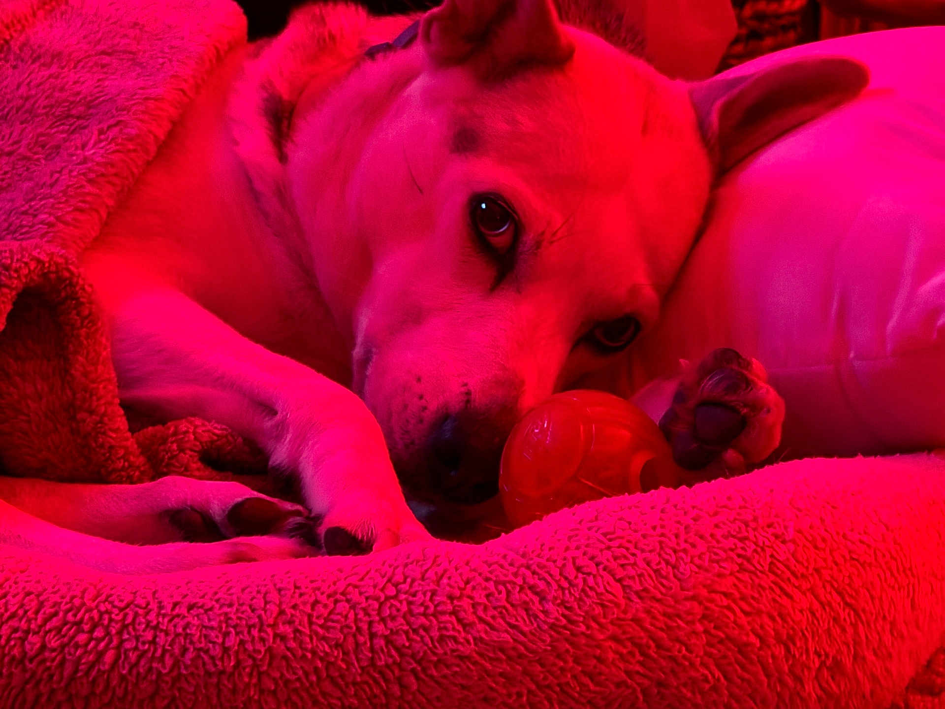 Athena Apollonia is registered to the contest to win money with this photo: dog, pet, blanket, toy, paw, pillow, bed, fur, nose, ear, closeup, portrait, cozy, indoor, red_lighting, sleepy, muzzle, whiskers, relaxing, canine