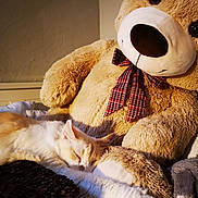 Senpay a rejoint le concours — aidez-le/la à gagner de superbes lots ! fur, plush, snout, stuffed_toy, teddy_bear, textile, toy