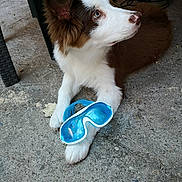 Shady a rejoint le concours — aidez-le/la à gagner de superbes lots ! border_collie, companion_dog, dog, dog_breed, dog_breed_group, dog_like_mammal, puppy