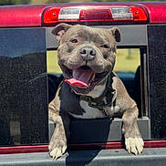 Pistachio is registered to the contest to win money with this photo: dog, tongue, happy, pet, truck, window, outdoor, sunlight, smiling, canine, vehicle, red, nature, hill, collar, paw, summer, playful, fun, daytime