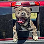 dog, tongue, happy, pet, truck, window, outdoor, sunlight, smiling, canine, vehicle, red, nature, hill, collar, paw, summer, playful, fun, daytime