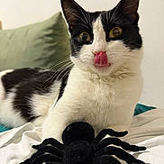 Mia participe au concours pour gagner de l'argent avec cette photo : cat, tuxedo_cat, black_and_white, pet, animal, close_up, portrait, wide_eyes, licking, pink_tongue, whiskers, pointed_ears, spider, plush_toy, halloween, bed, blanket, indoor, cushion, funny