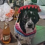animal, beverage, black_and_white, bottle, costume, curious, cute, decor, dog, drink, hand, hat, indoor, looking, party, pet, plastic_bag, poncho, small_dog, table