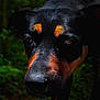 dog, close_up, portrait, black_fur, orange_markings, animal, pet, outdoor, forest, nature, canine, snout, ears, eyes, fur, wildlife, muzzle, looking, expression, background_blur