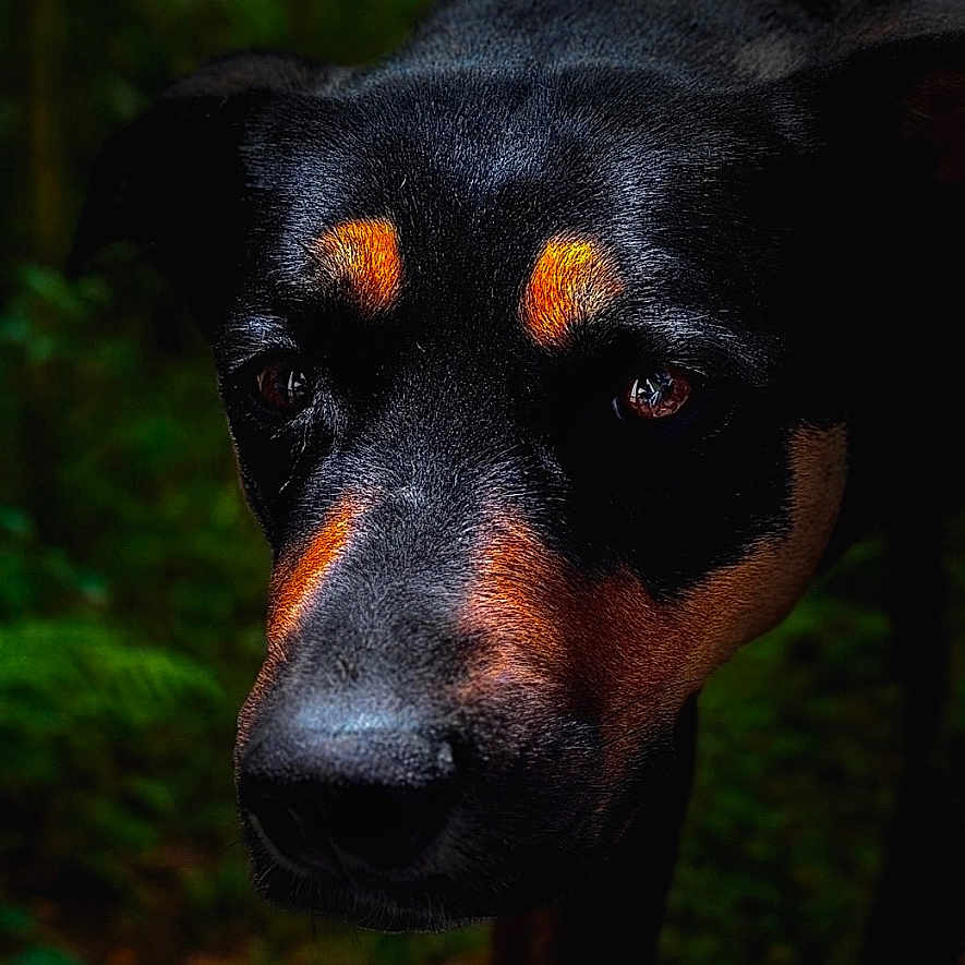 Athena a rejoint le concours — aidez-le/la à gagner de superbes lots ! animal, background_blur, black_fur, canine, close_up, dog, ears, expression, eyes, forest, fur, looking, muzzle, nature, orange_markings, outdoor, pet, portrait, snout, wildlife