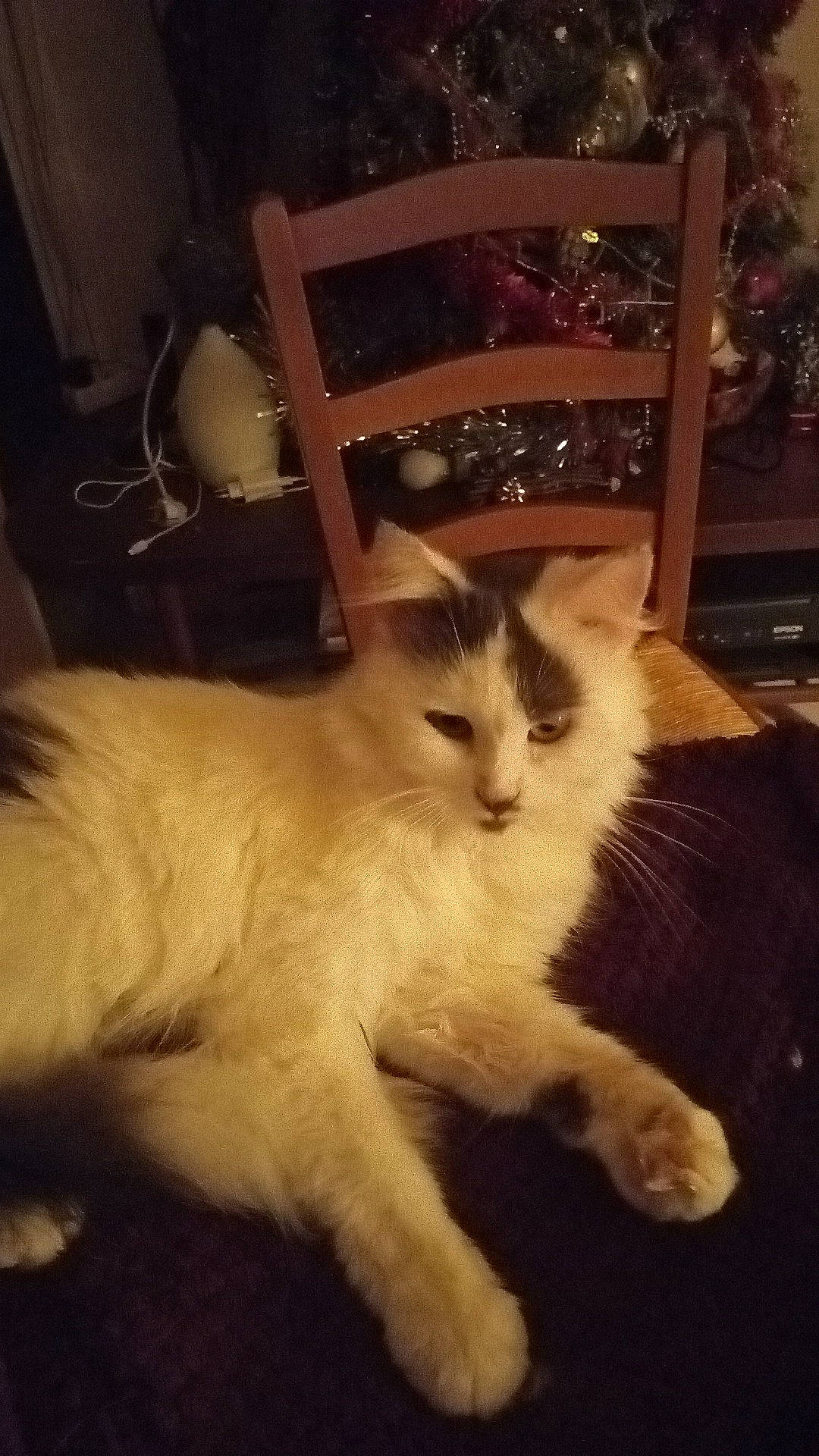 Mimou participe au concours pour gagner de l'argent avec cette photo : carnivore, cat, chair, comfort, domestic_short_haired_cat, eye, felidae, flooring, fur, hardwood, head, leg, paw, sitting, sky, small_to_medium_sized_cats, snout, tail, whiskers, wood