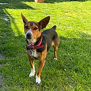 Milla participe au concours pour gagner de l'argent avec cette photo : animal, clothing, collar, curious, dog, door, grass, greenery, house, outdoor, pet, plant, potted_plant, rocking_toy, shadow, small_dog, sunlight, toy, window, yard