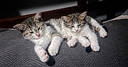 Dukedaduke is registered to the contest to win money with this photo: adorable, animal, blanket, cat, companion, cozy, cute, feline, fur, indoor, kitten, paw, pets, relaxed, resting, sleepy, small, tabby, white, young