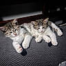 Dukedaduke is registered to the contest to win money with this photo: kitten, cat, tabby, white, pets, animal, feline, cute, young, sleepy, resting, cozy, blanket, indoor, paw, fur, small, companion, relaxed, adorable