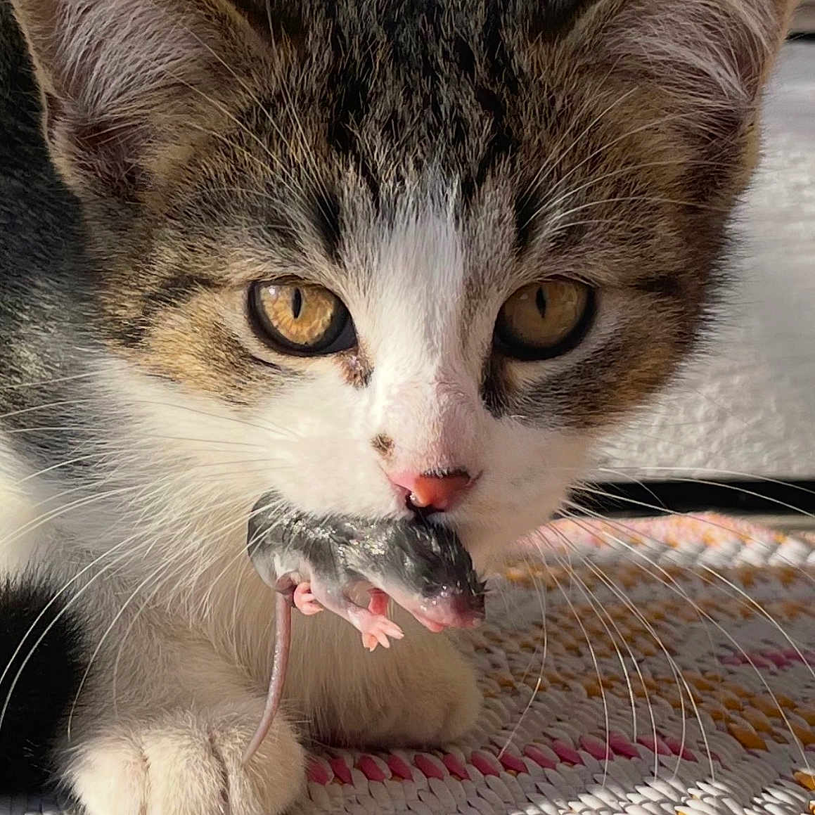 Dukedaduke joined the competition — help win amazing prizes! cat, kitten, mouse, animal, pet, tabby, whiskers, fur, golden_eyes, mouth, paws, indoor, woven_mat, sunlight, close_up, predator, cute, small_animal, domestic_cat, young_cat