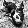 Dukedaduke is registered to the contest to win money with this photo: cat, kitten, animal, pet, feline, fur, cute, resting, curled_up, black_and_white, indoor, carpet, texture, two_animals, companionship, young, whiskers, ears, paws, sleepy
