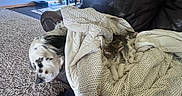 Dukedaduke joined the competition — help win amazing prizes! dog, kitten, cat, blanket, couch, leather, sleeping, indoor, carpet, window, natural_light, furniture, resting, pets, cozy, fur, animal, domestic, home, quiet