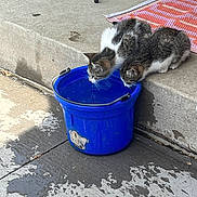Dukedaduke is registered to the contest to win money with this photo: kitten, cat, blue_bucket, water, concrete, sidewalk, outdoor, pets, animal, drinking, curious, fur, striped, small, young, playful, shadow, texture, rug, pavement