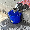 kitten, cat, blue_bucket, water, concrete, sidewalk, outdoor, pets, animal, drinking, curious, fur, striped, small, young, playful, shadow, texture, rug, pavement