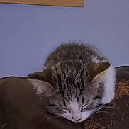 Dukedaduke joined the competition — help win amazing prizes! animal, cat, couch, cozy, cute, decor, feline, fur, home, indoor, kitten, leather, pet, quiet, relaxing, resting, shelf, sleeping, small, young