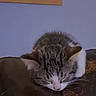 kitten, cat, sleeping, couch, leather, indoor, shelf, decor, relaxing, pet, feline, resting, cozy, home, fur, animal, small, young, cute, quiet