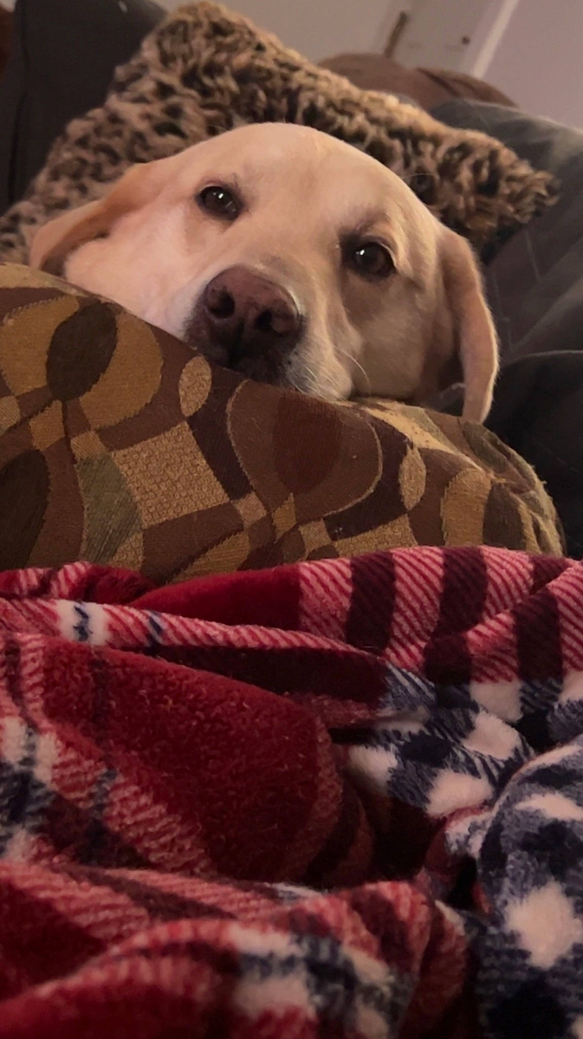 Buddy is registered to the contest to win money with this photo: bed, bedding, canidae, carnivore, comfort, companion_dog, couch, dog, dog_breed, dog_supply, fawn, fur, guard_dog, linens, pattern, snout, sporting_group, terrestrial_animal, whiskers, working_animal