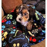 Milo is registered to the contest to win money with this photo: puppy, dog, blanket, paw_prints, cozy, indoor, couch, furniture, cute, pet, fur, small, brown, black, white, snuggled, young, animal, comfort, home