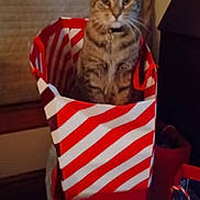 Mindy joined the competition — help win amazing prizes! cat, tabby, domestic_cat, pet, gift_bag, striped_bag, stripes, box, sitting, indoor, living_room, whiskers, ears, collar, pendant, portrait, low_light, cozy, curious, feline